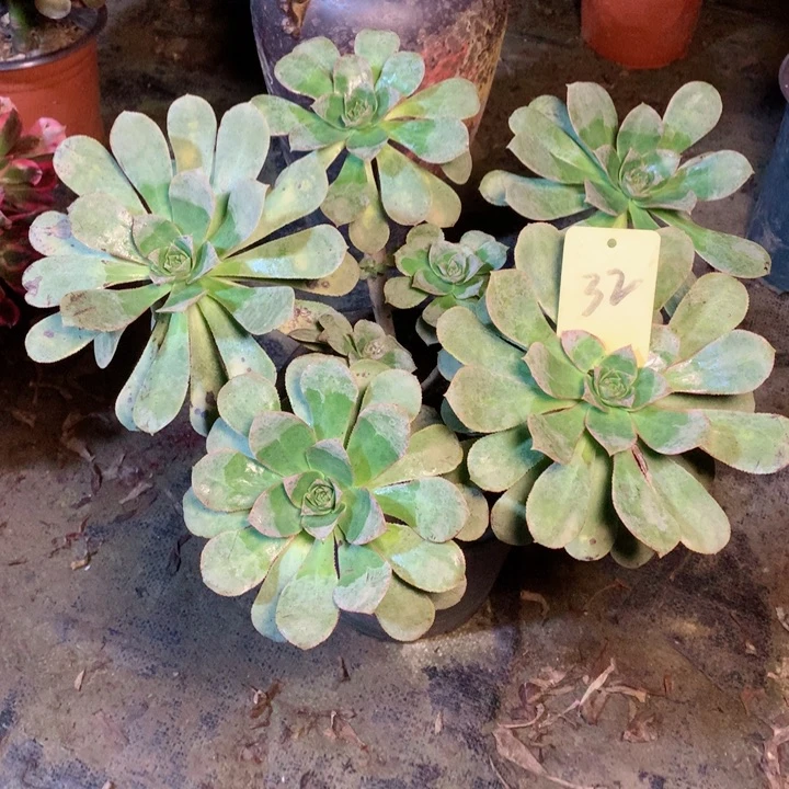 32翡翠城多肉一物一拍～