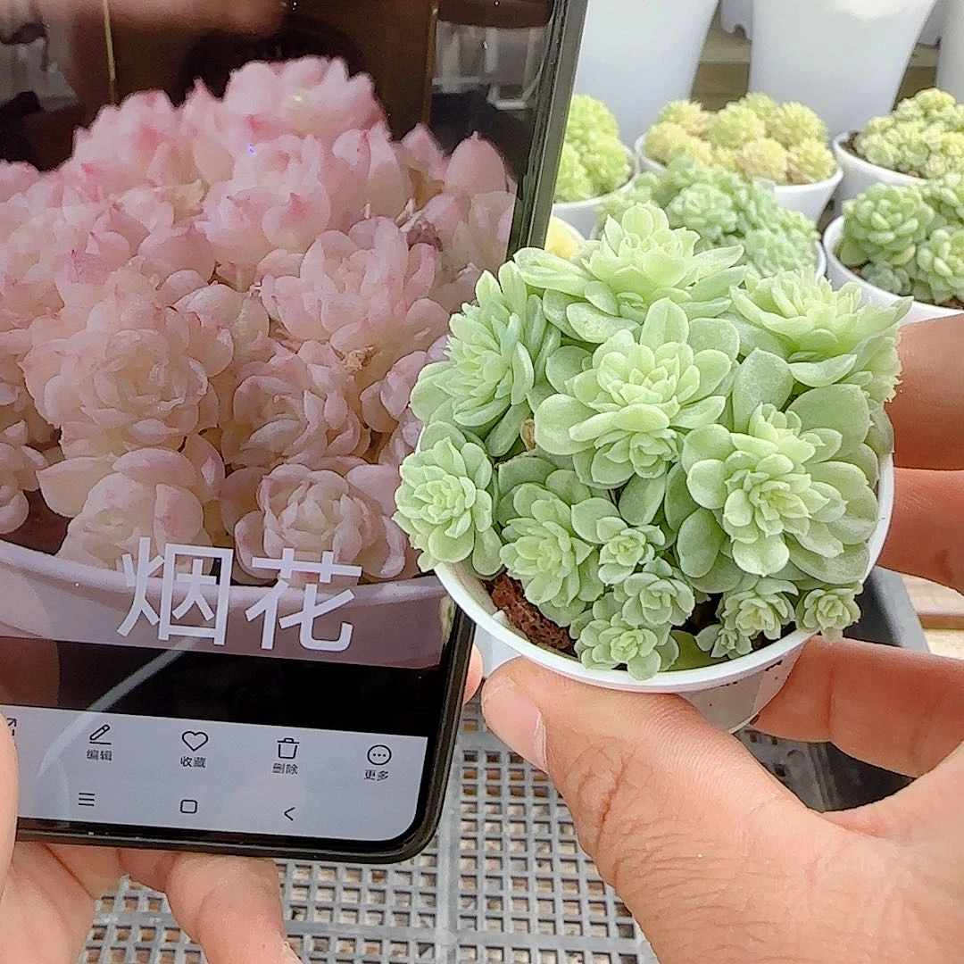 【闪购商品】1004-68烟花