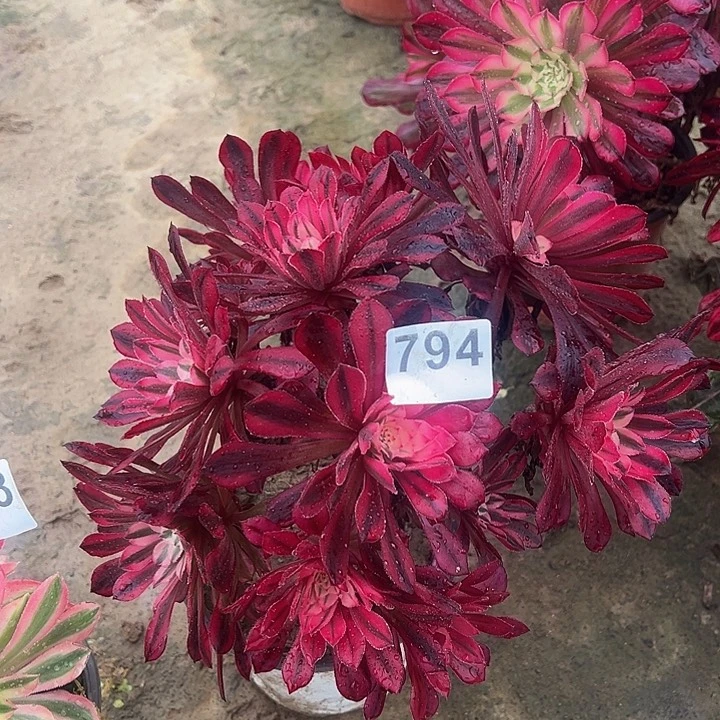 794铜壶白绣球4号多肉