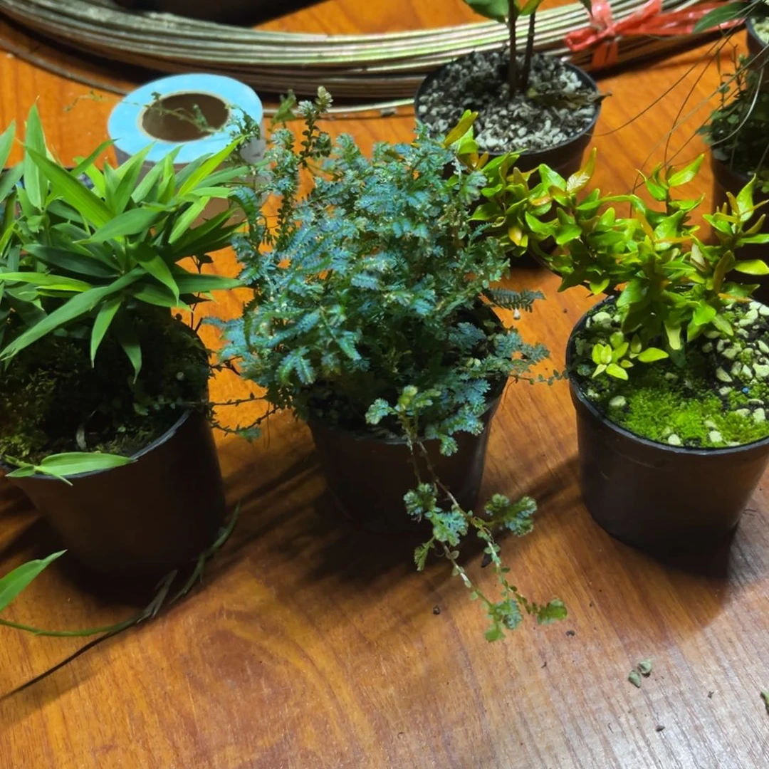 不开花植物L*竹子变色蕨缩缅葛菖蒲2