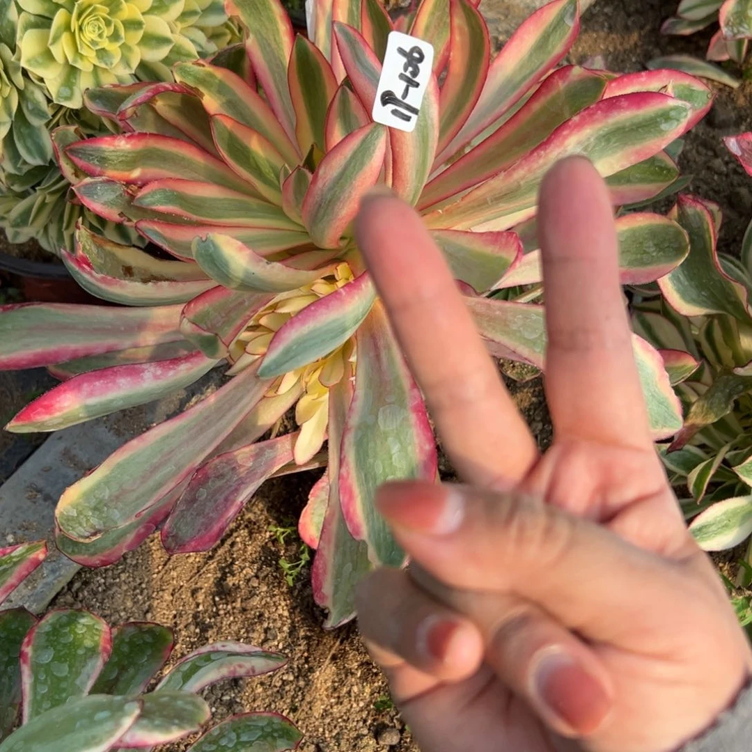 106啊波罗多肉植物