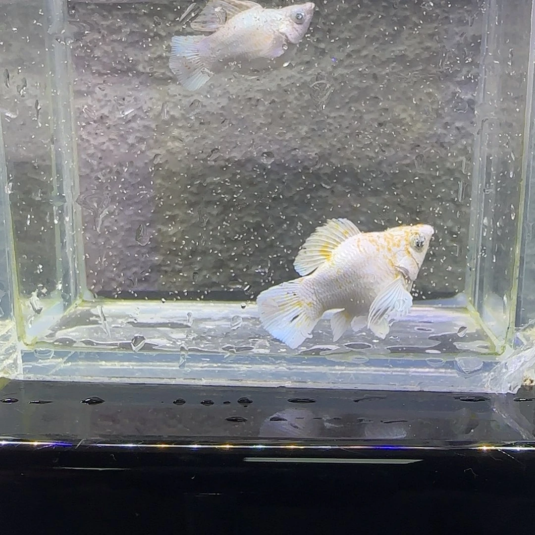 黑玛丽鱼樱花钻眼玛丽。74号