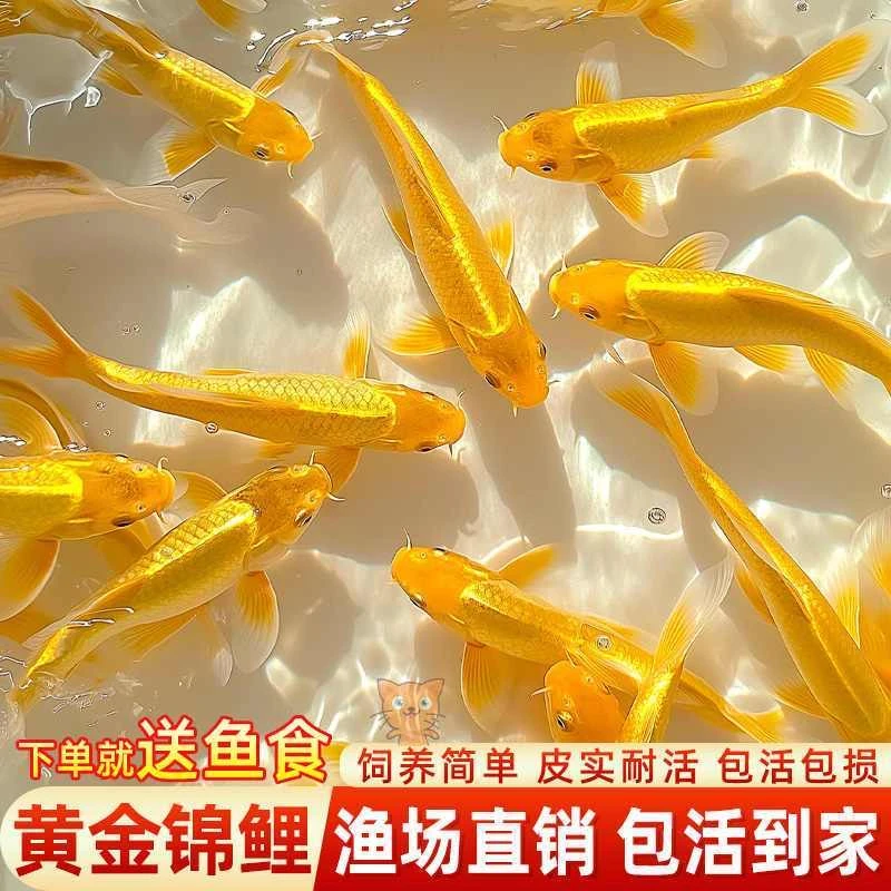 黄金招财锦鲤风水鱼淡水好养耐活冷水鱼小鱼观赏鱼黄金万两锦鲤鱼