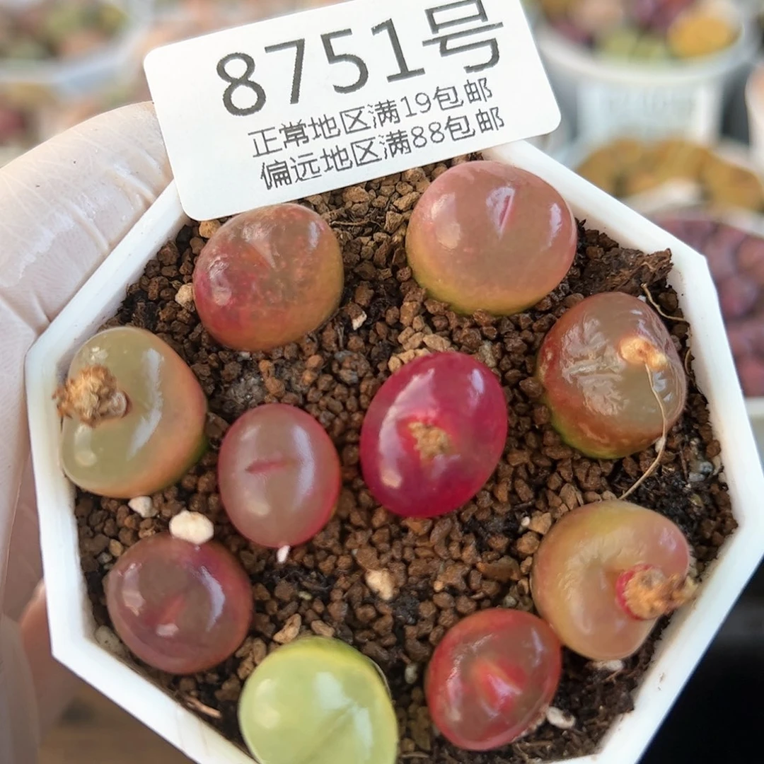 好养易活生石花大母本8715