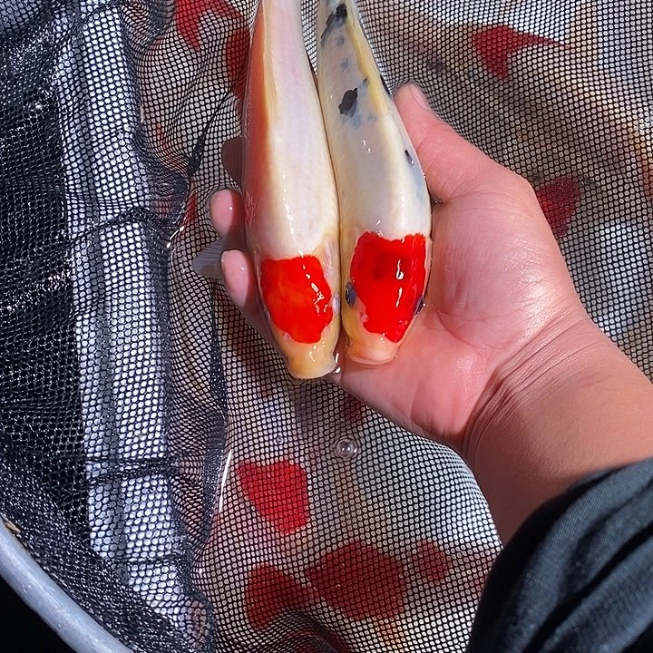 *****锦鲤锦鲤活鱼开箱包活