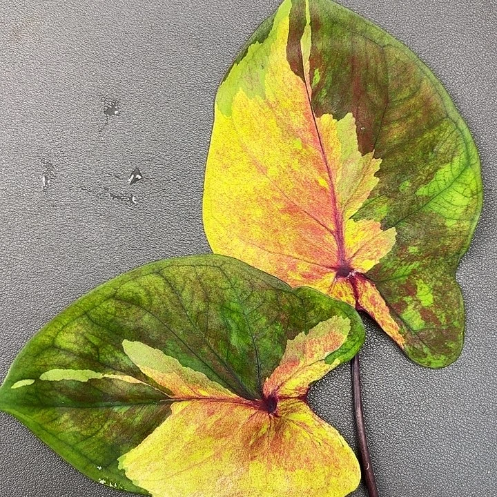 402-0812落日变异现货