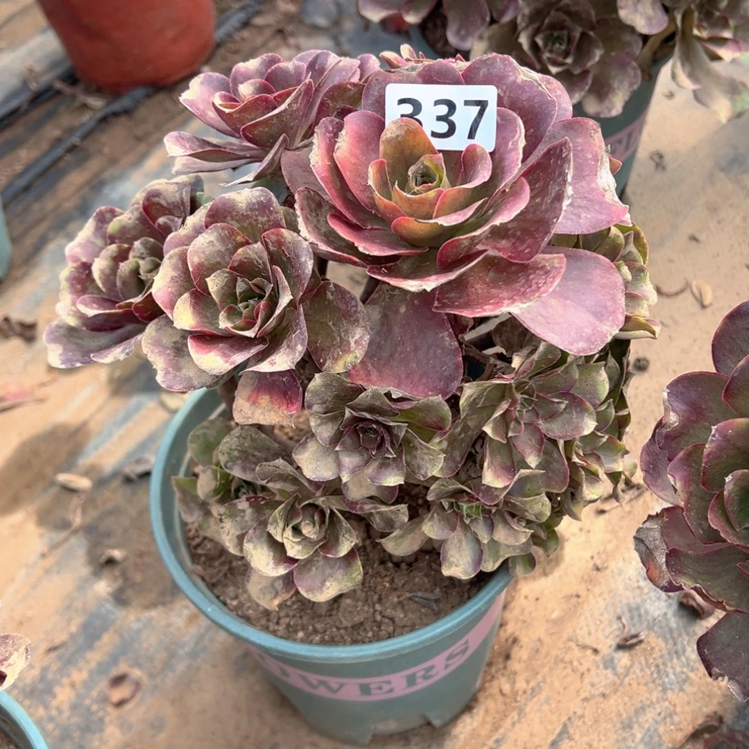 多肉植物魅金玫瑰337