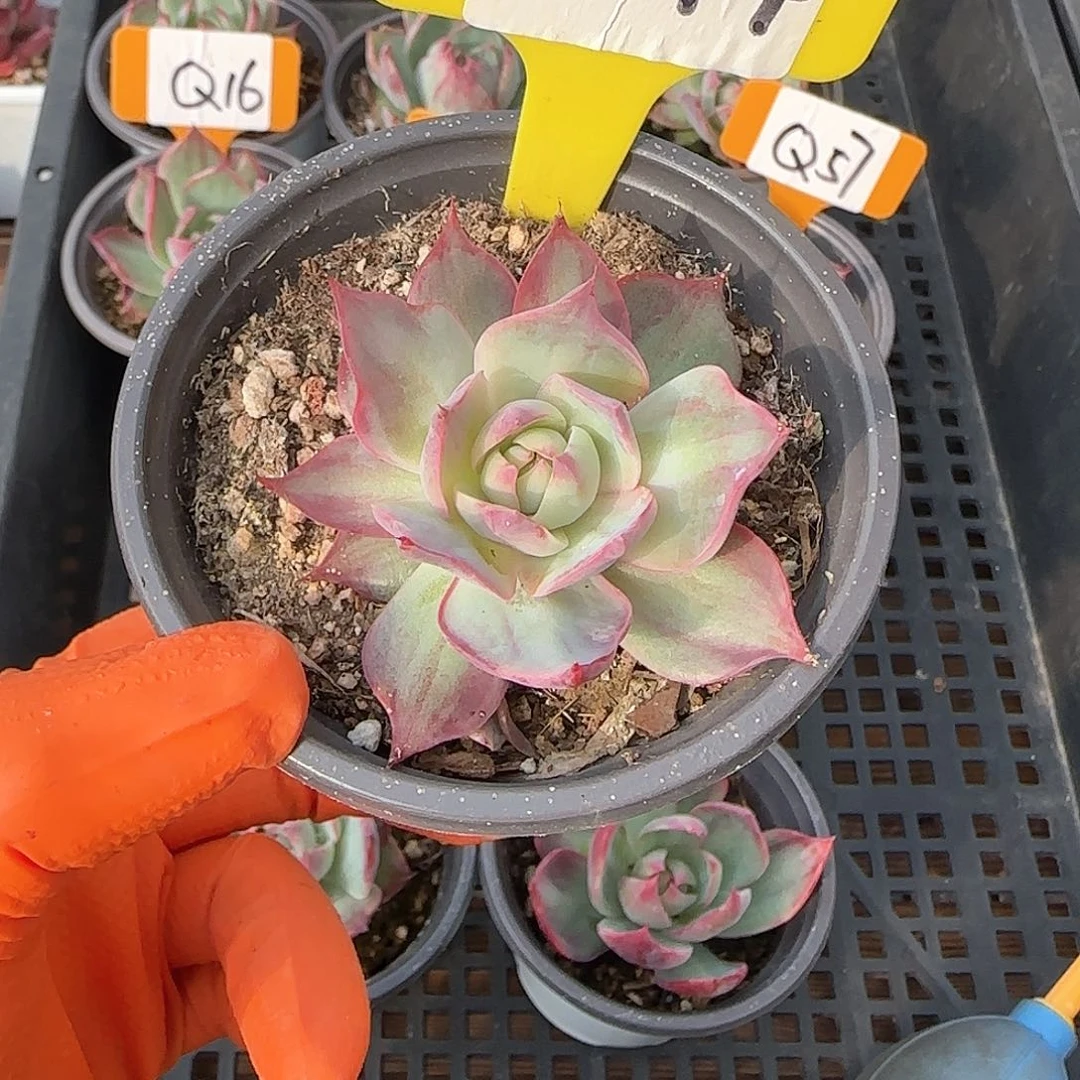 妄*K44惊鸿单头多肉