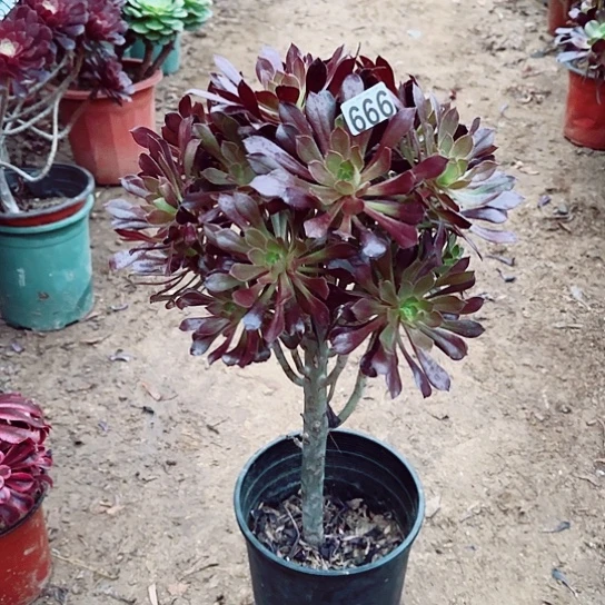 666黑法老桩法师