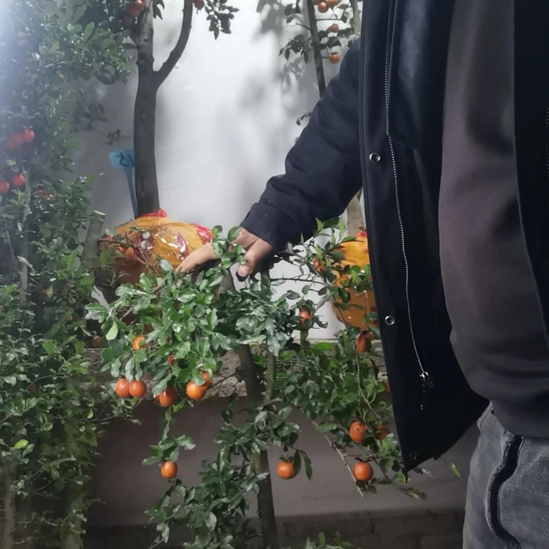 无花朵金弹子四季常青不落叶开花结果