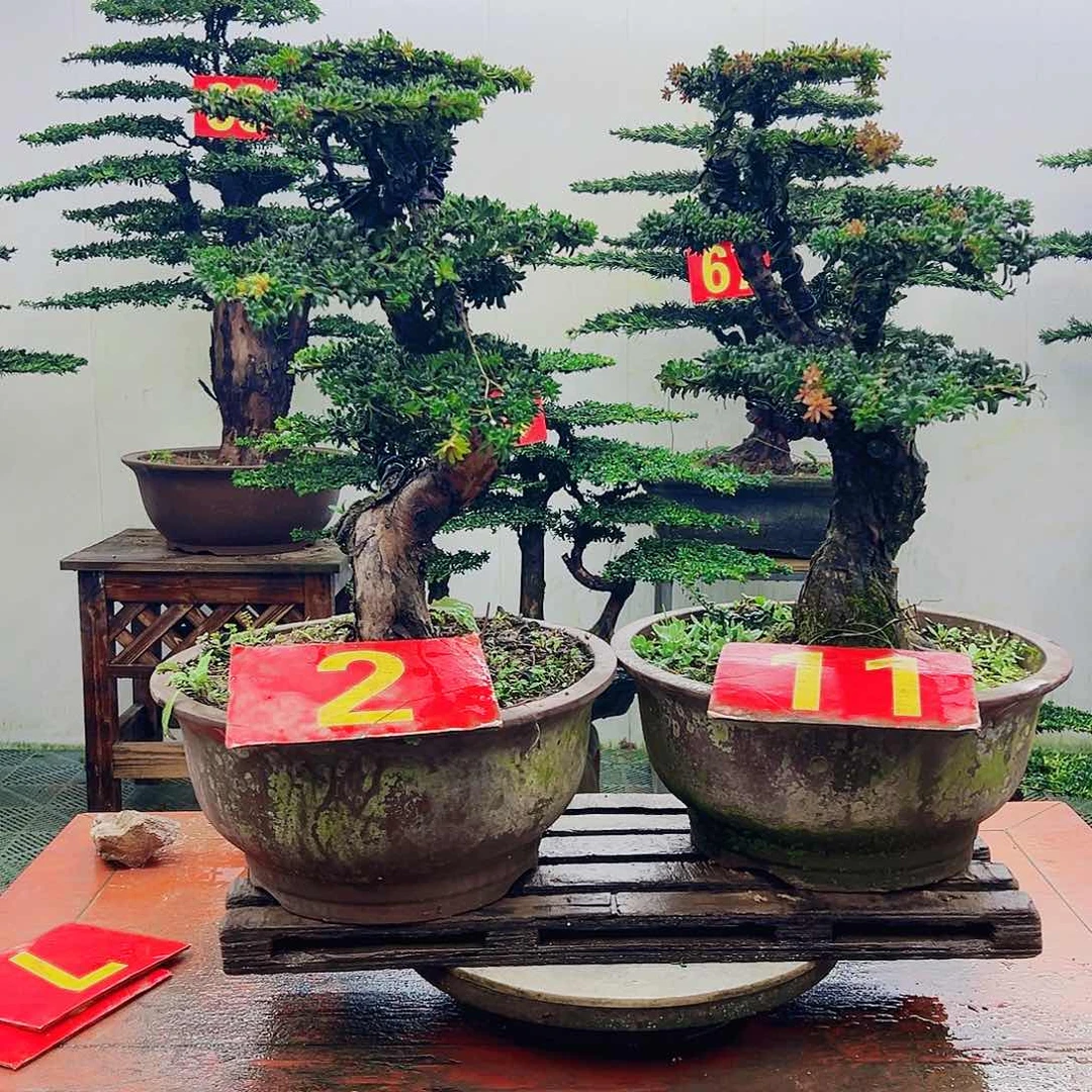 不开花植物罗汉松