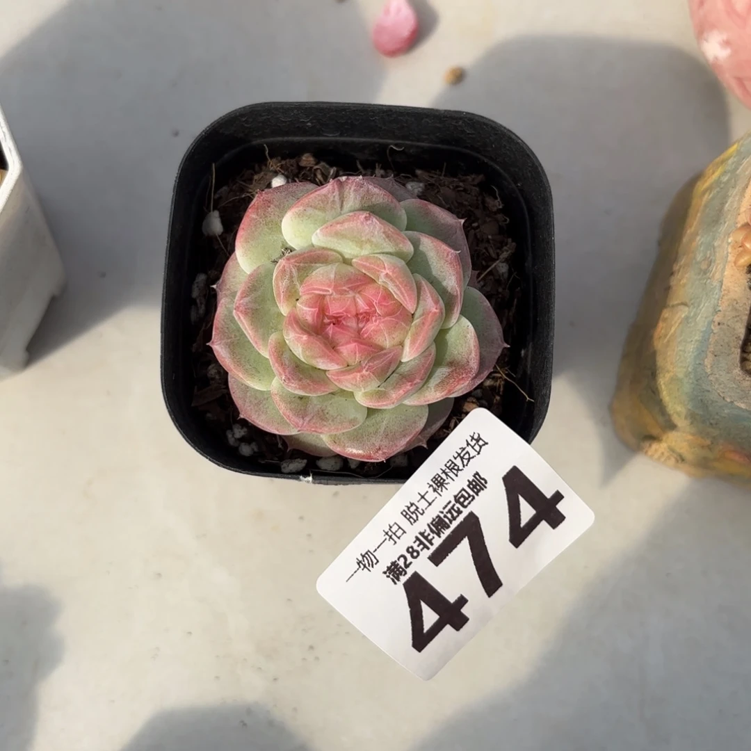 蜜桃柚无盆土发货