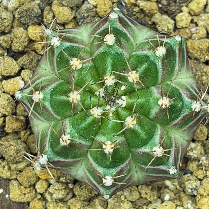 风铃 一物一拍。