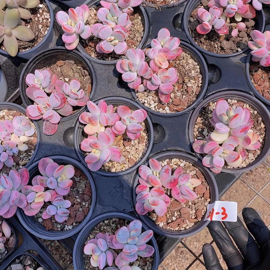 27-3- 福利七彩福娘锦群一颗 量拍