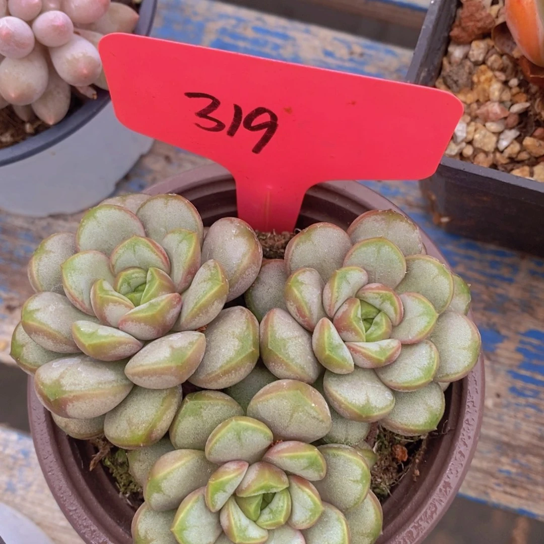 开心多肉，一物一拍，3单包邮