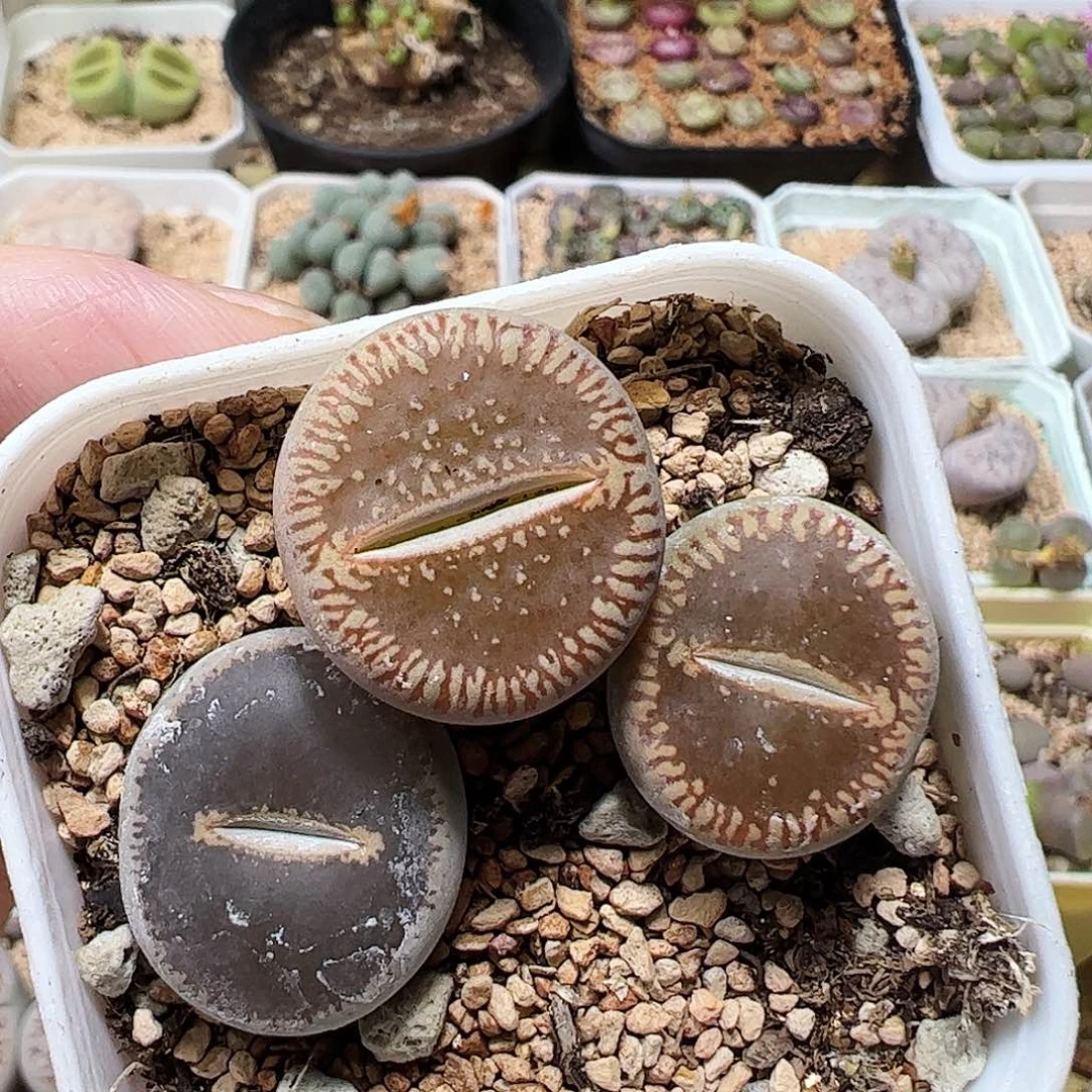 无花朵3颗一起脱土发………………