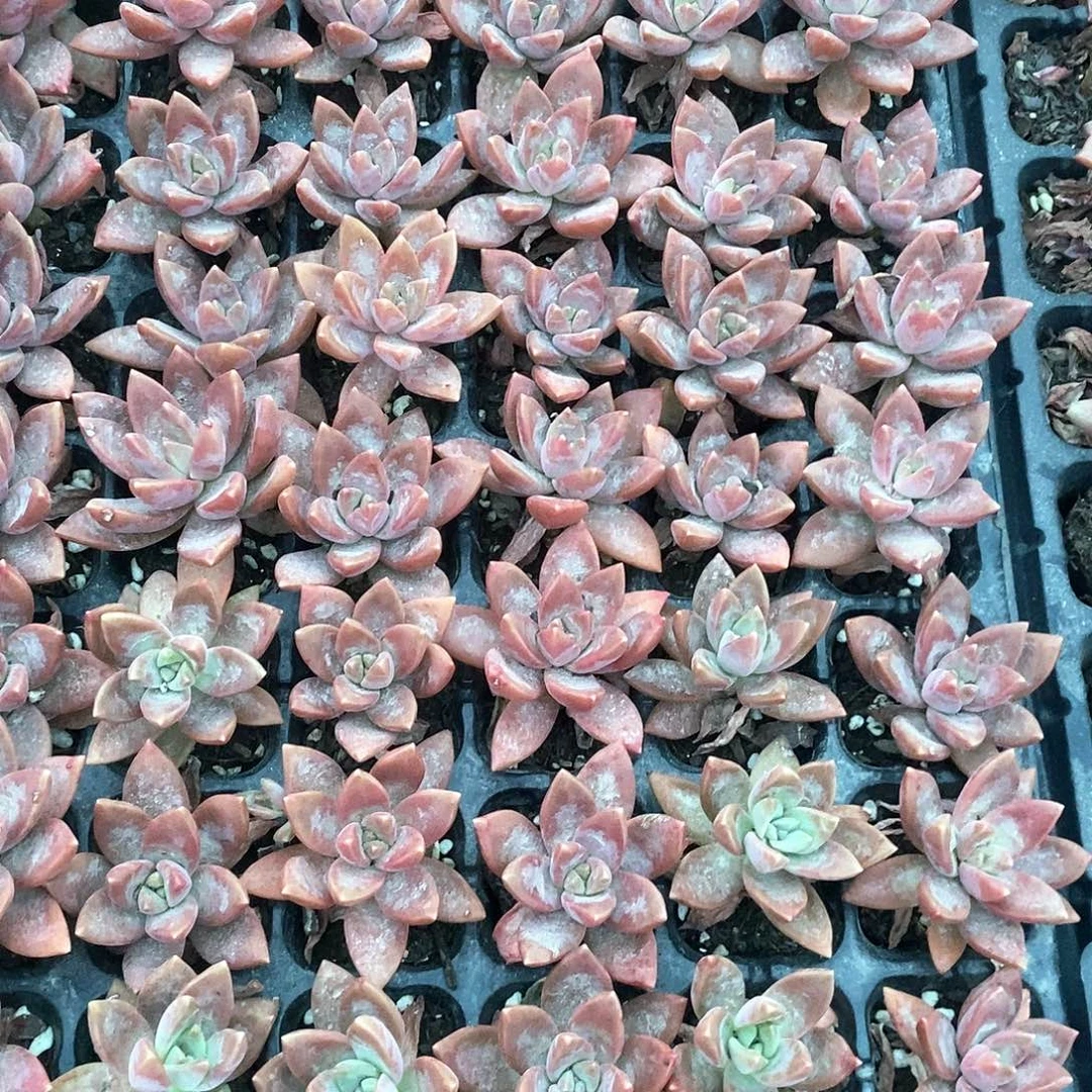 、***空小布丁15颗多肉植物