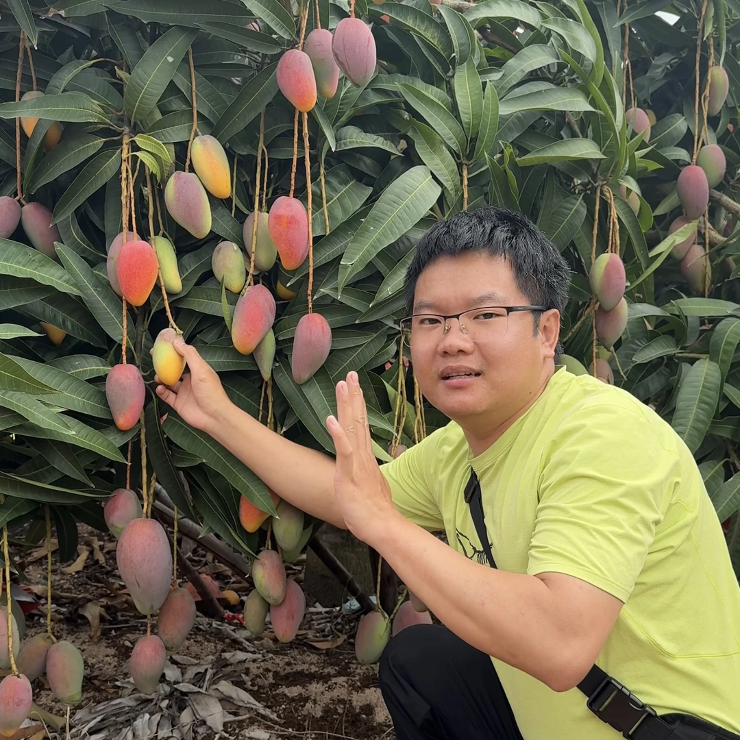 海南树熟贵妃芒 到家即食 香甜可口 不用催熟 顺丰快递