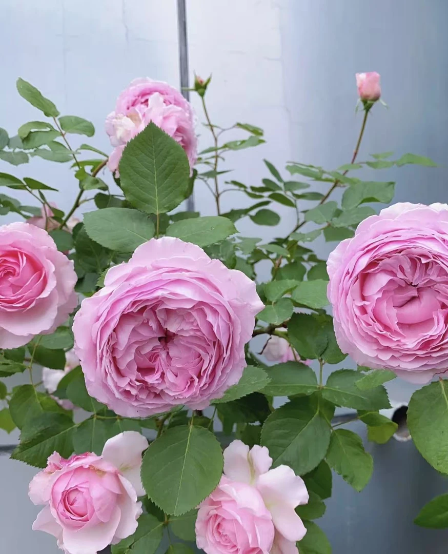 玫瑰大叔 伊芙马蒂诺风琴 藤本大花浓香抗性好 庭院阳台花园种植