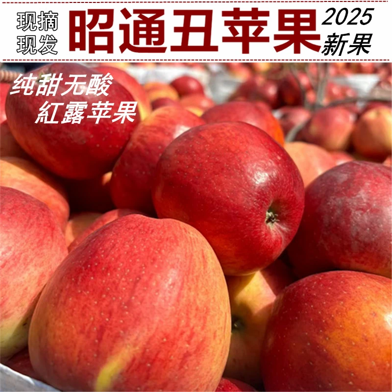 云南昭通高原苹果红露小苹果2025新果新鲜孕妇水果丑苹果现摘现发