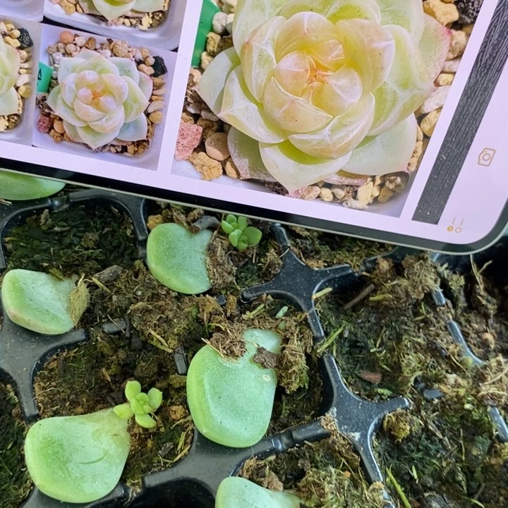 穴盘白体钻石珍妮一个多肉