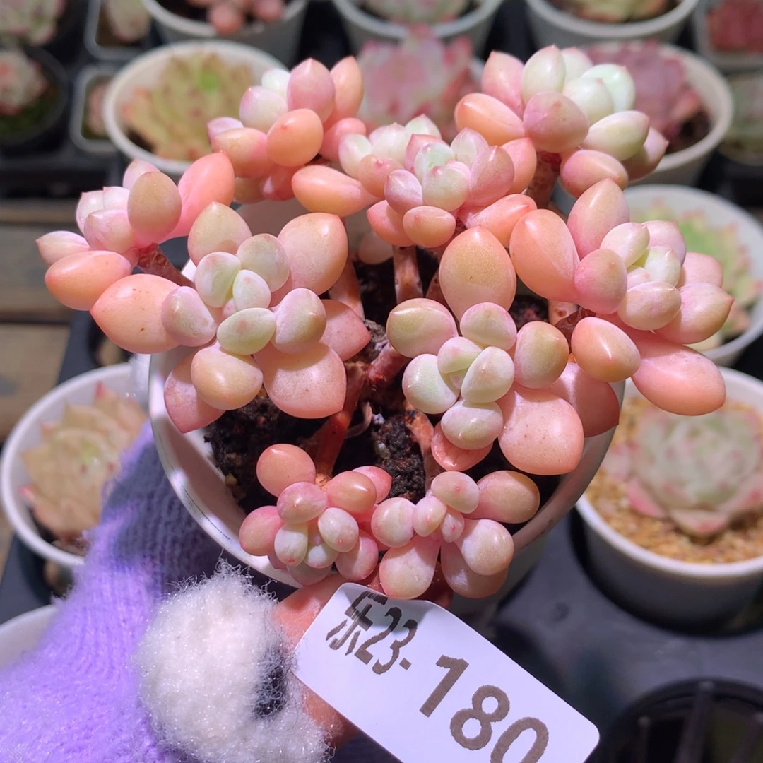 乐然23-180 泡泡糖群