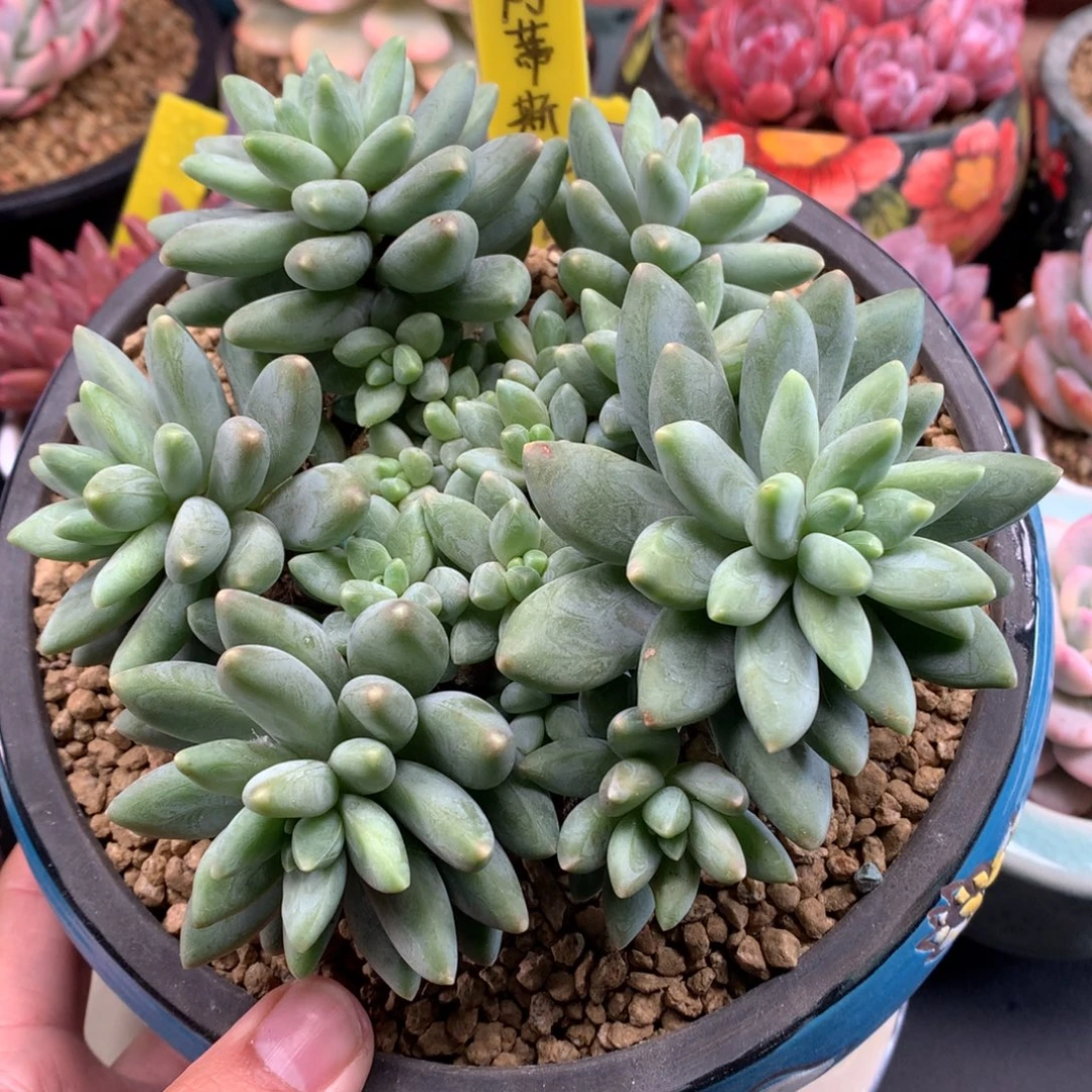 我们家的小仙女们