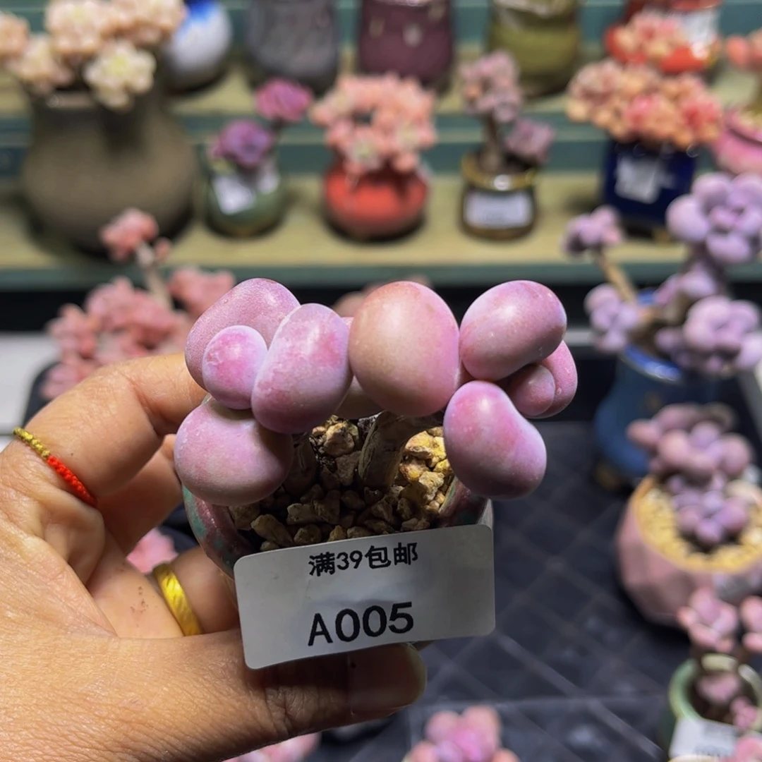 腰子桃蛋005/6cm多肉