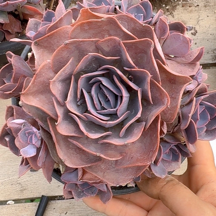 红色多肉植物的生长环境