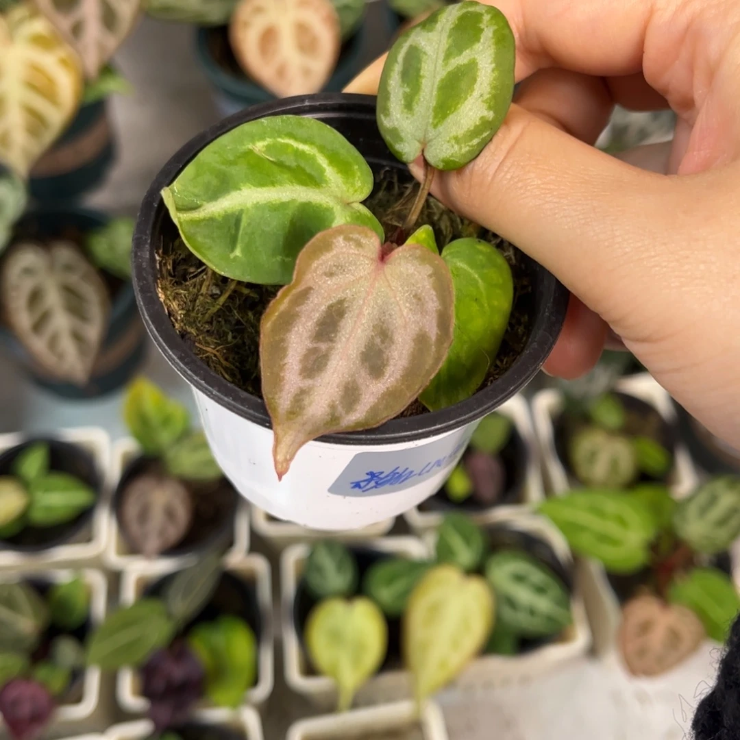 无花朵006 粉柠檬杂nse（2.0版本）