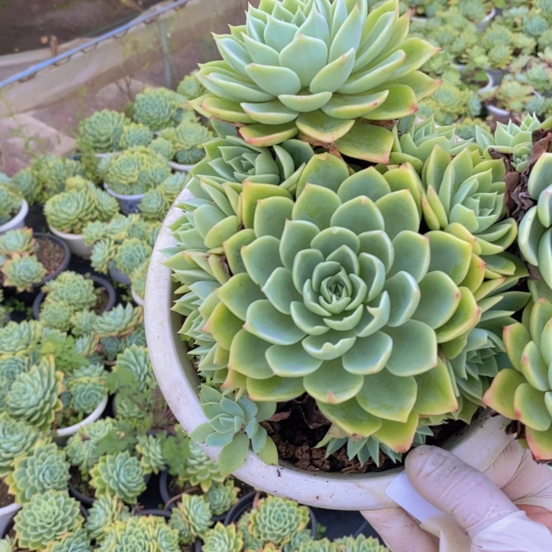 8597三色堇一物一拍