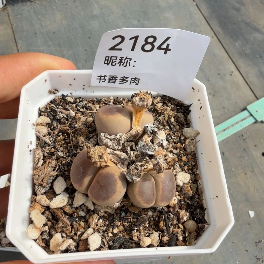 ****蕾多肉植物多肉植物多肉植物
