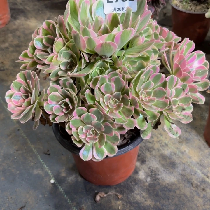 瑞妈多肉园艺732。初恋