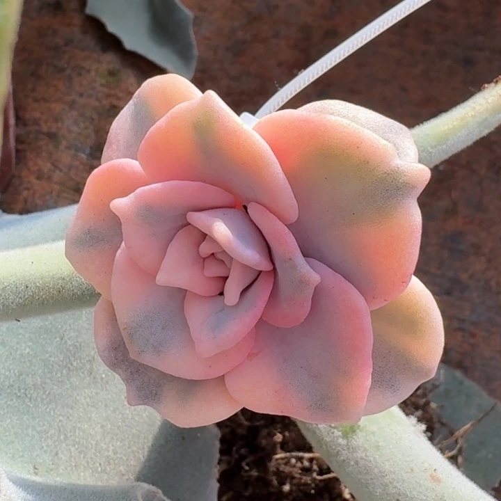 芭蕾舞者一物一拍