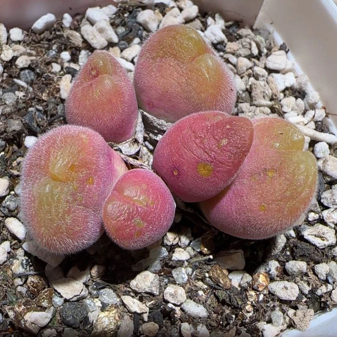 肉锥多肉植物百科-长毛翠滴261