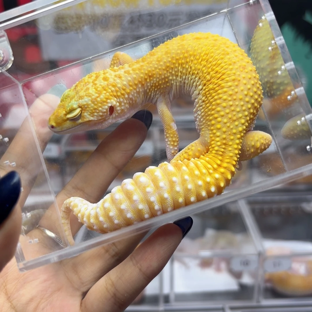 豹纹守宫暴龙妹妹R005。