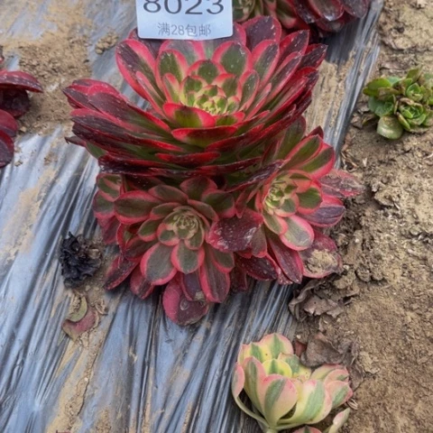 倾城多肉多肉8023