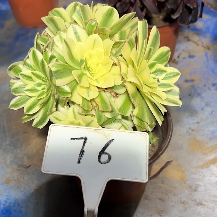 多肉植物迈巴赫法师