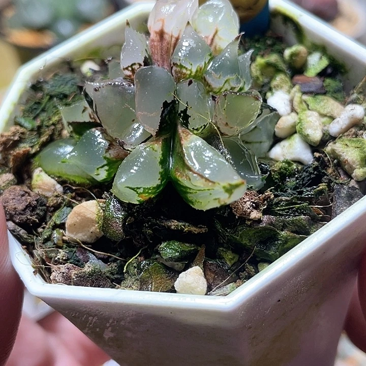 594坠化冰皇特选福利