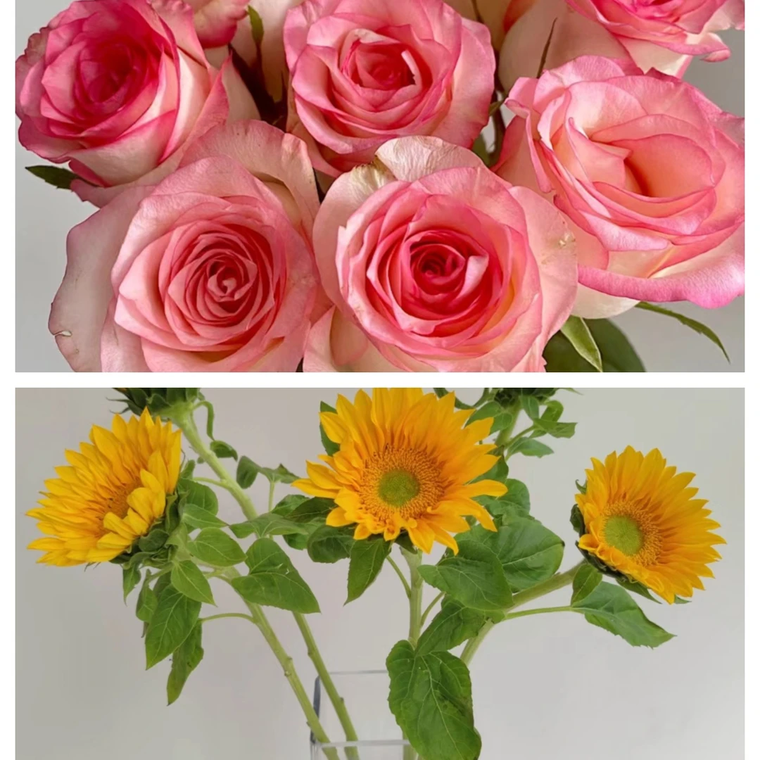 3支绿芯向日葵+5支爱莎玫瑰  家居鲜花  配送范围江浙沪皖