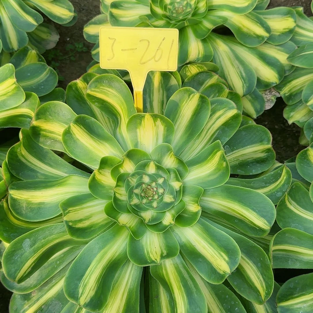 3-261---多头多肉植物