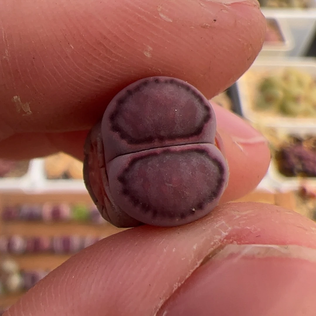 半**条0163号紫饼干 多肉植物