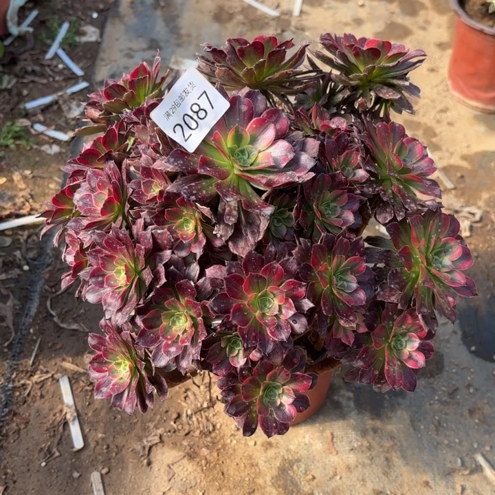 安娜锦多肉法师2087