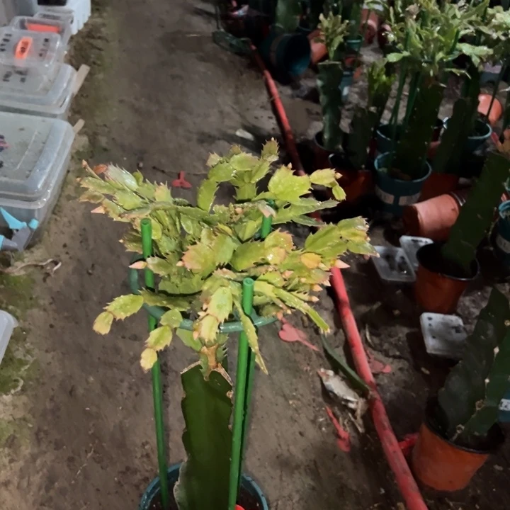 厚***物当前无花栽培后可以开花荷花妹妹73