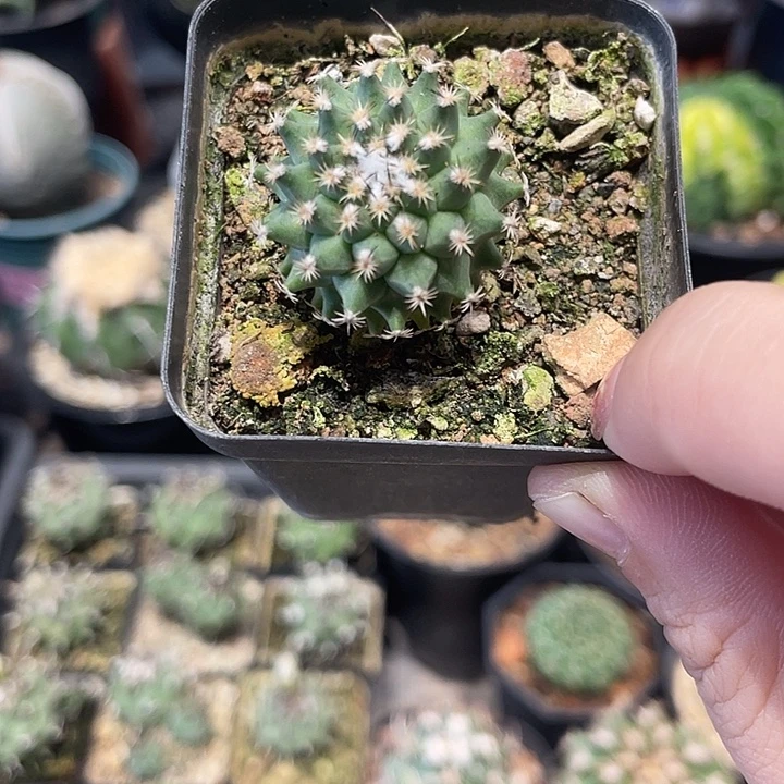 实生海胆娇丽仙人球一颗