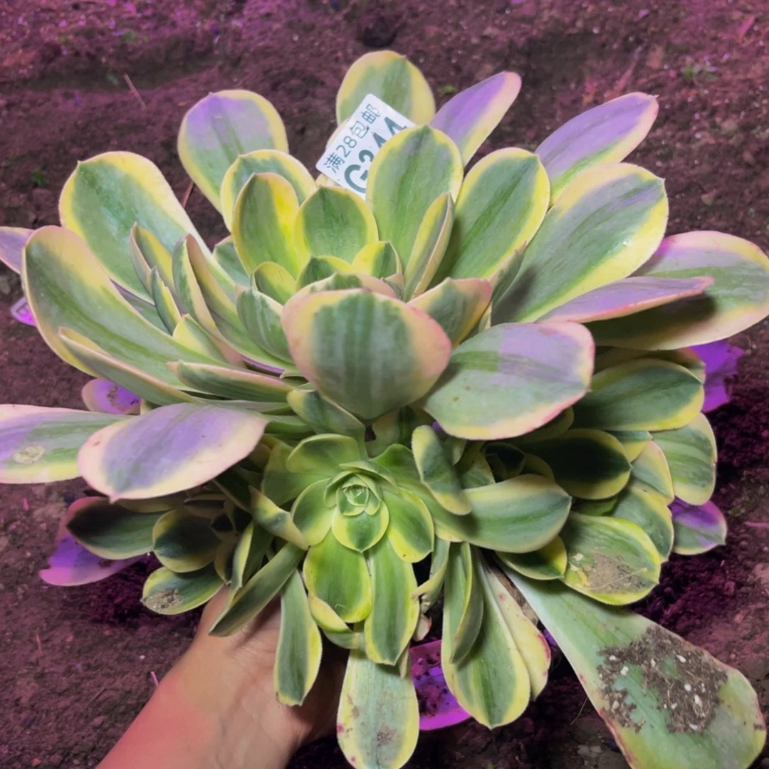 344多肉植物一物一拍