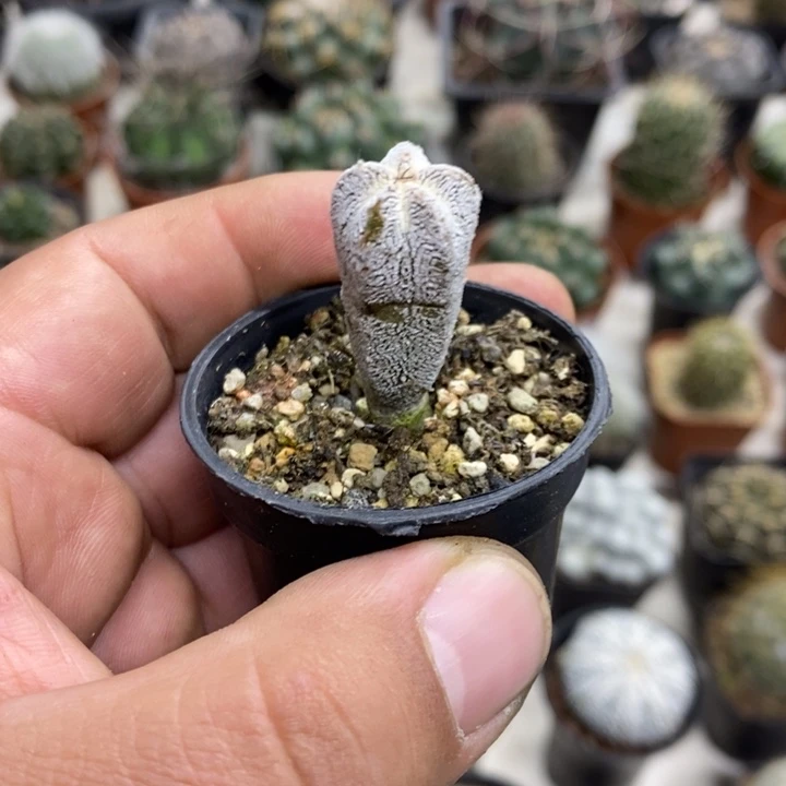 实生恩塚特价福利