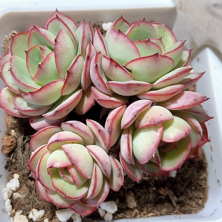 多肉牡丹亭2024多肉