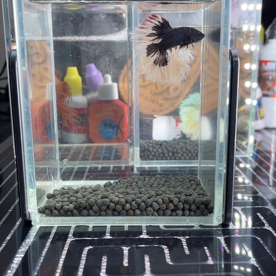 斗鱼1号1122早绣球