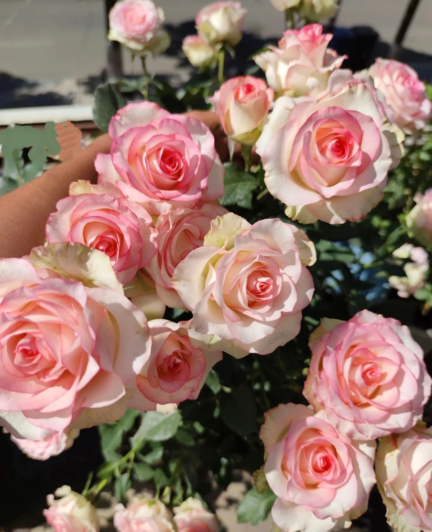 【全疆包邮】欧月爱莎室内外好养活室外可过冬可爬藤